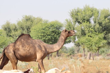photo of A large size domestic camel walking in the field, india