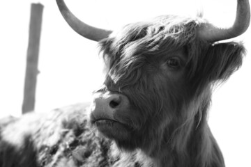 highland cow with horns