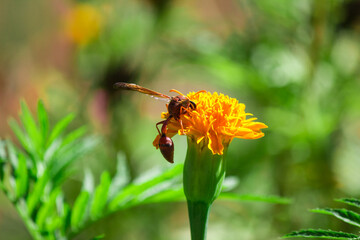 An insect is eating pollen.