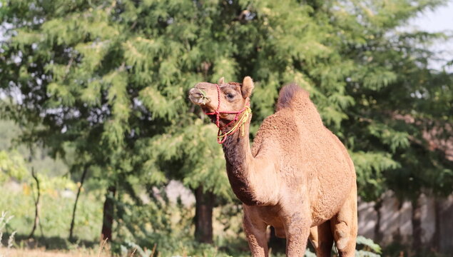 photo of A large size pet camel standing in the field, india