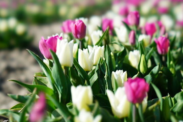 pink and white tulips