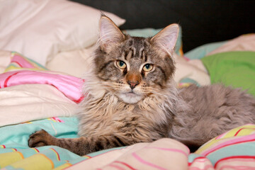 Süße MaineCoon Kitten
