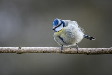 Blue Tit in sunlight perched on a branch