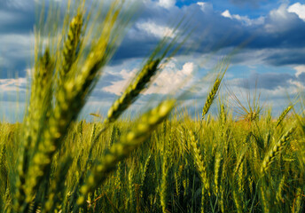 Obraz premium agricultural field with green wheat sprouts, dramatic spring landscape on cloudy day, overcast sky as background