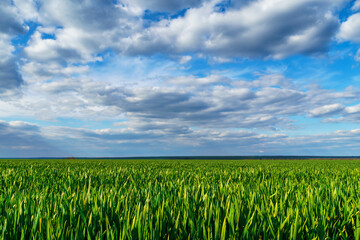 agricultural field with young green wheat sprouts, bright spring landscape on a sunny day, blue sky as background