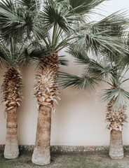 Three palms near the empty wall. The pink facade of the building with palm trees. - 500381987