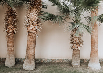 Four palm trees near the empty wall. The pink facade of the building with palms. - 500381999