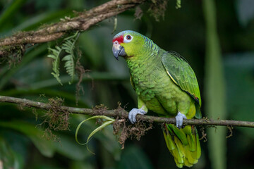 Red-lored Parrot, Amazona autumnalis, portrait of light green parrot with red head, Costa Rica. Detail close-up portrait of bird. Bird and pink flower. Wildlife scene from tropical nature