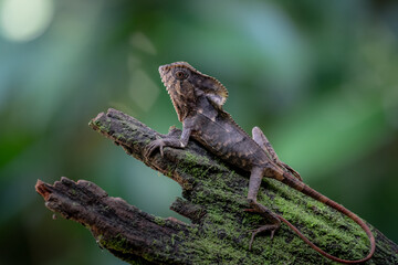 Smooth helmeted iguana sometimes also known as helmeted iguana, helmeted basilisk, elegant helmeted lizard, (Corytophanes cristatus) is a species of New World lizard in the family Corytophanidae