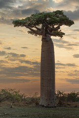 Beautiful Baobab trees at sunset at the avenue of the baobabs in Madagascar