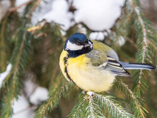 Cute bird Great tit, songbird sitting on the fir branch with snow in winter