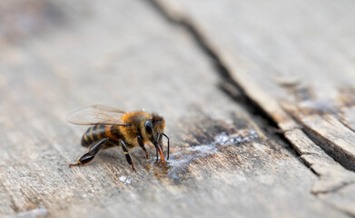 Honey bee eats honey on a wooden old background. Apiculture. Close up frame