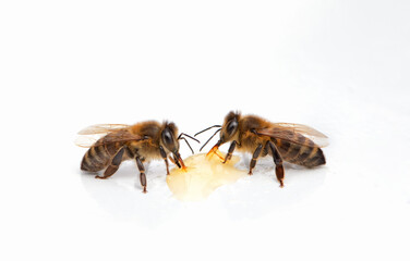 Honey two bees eating honey on a white background. Apiculture. Close up frame.