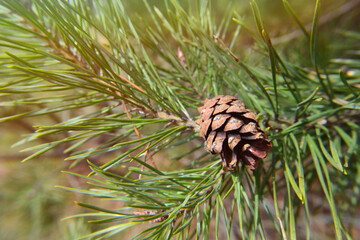 Brown Pine Cone on an Evergreen Branch. Pine cone on a twig, needle background. A beautiful pine tree buds in a sunny spring or summer day. Closeup of a tree branch. The beauty of the forest.