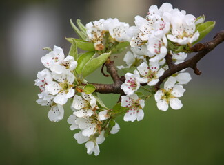 Birnenblüten im Frühjahr