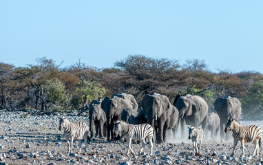 A large herd of African Elephants -Loxodonta Africana- walking decisively towards a waterhole. Etosha National Park, Namibia.