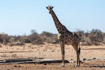 Naklejka na ściany i meble One Angolan Giraffe - Giraffa giraffa angolensis near a waterhole in Etosha national park, Namibia.