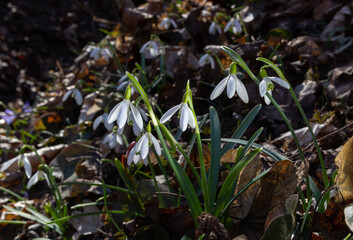 Early spring snowdrops, Galanthus nivalis, selective focus and diffused background