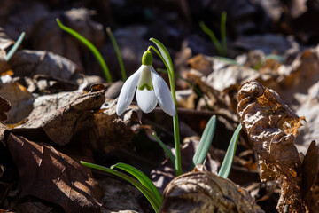 Early spring snowdrops, Galanthus nivalis, selective focus and diffused background