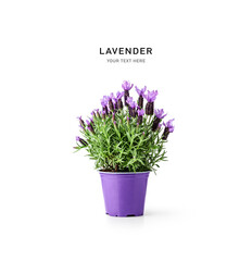 Lavender in flower pot