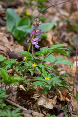 Hollow-root, Corydalis cava, blooming on the forest floor in a park during spring