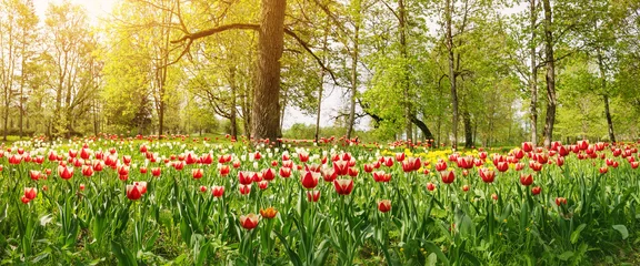 Fotobehang Forest park with young red and white tulips. © candy1812