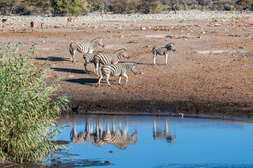 Fototapeta na wymiar A group of Burchell's Plains zebra -Equus quagga burchelli- , together with a group of Impalas -Aepyceros melampus- standing close a waterhole on the plains of Etosha National Park, Namibia.