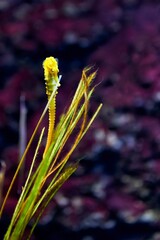 Yellow seahorse or hippocampus approaching some seaweed with a purple background behind