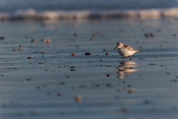 Shorebird Sanderling Calidris alba in search of food on a sandy beach in Morbihan, France