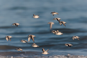Shorebird Sanderling Calidris alba in search of food on a sandy beach in Morbihan, France