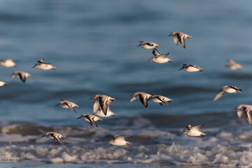 Shorebird Sanderling Calidris alba in search of food on a sandy beach in Morbihan, France