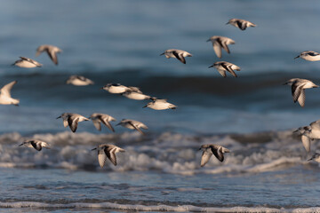 Shorebird Sanderling Calidris alba in search of food on a sandy beach in Morbihan, France