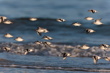 Shorebird Sanderling Calidris alba in search of food on a sandy beach in Morbihan, France