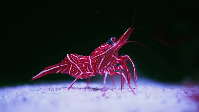 Theres millions of beautiful species crawling around in our oceans. 4k video footage of a Marine Cleaner Fire Shrimp walking on the ocean floor underwater.