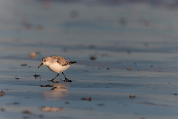 Shorebird Sanderling Calidris alba in search of food on a sandy beach in Morbihan, France