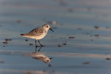 Shorebird Sanderling Calidris alba in search of food on a sandy beach in Morbihan, France