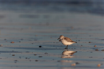 Shorebird Sanderling Calidris alba in search of food on a sandy beach in Morbihan, France