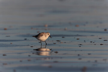 Shorebird Sanderling Calidris alba in search of food on a sandy beach in Morbihan, France