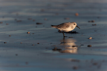 Shorebird Sanderling Calidris alba in search of food on a sandy beach in Morbihan, France