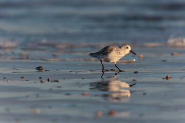 Shorebird Sanderling Calidris alba in search of food on a sandy beach in Morbihan, France