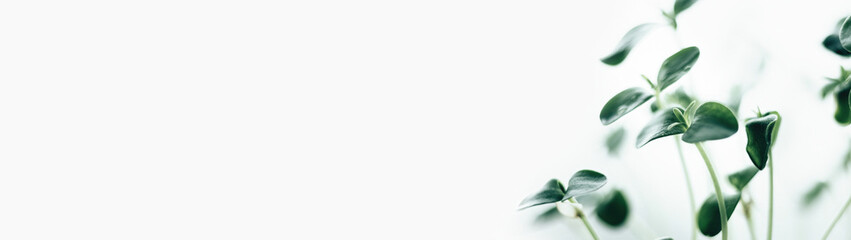 Green sprouts of young greenery banner macro shooting