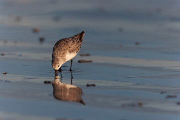 Shorebird Sanderling Calidris alba in search of food on a sandy beach in Morbihan, France