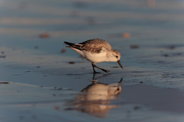Shorebird Sanderling Calidris alba in search of food on a sandy beach in Morbihan, France