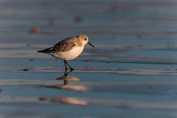 Shorebird Sanderling Calidris alba in search of food on a sandy beach in Morbihan, France