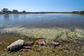 typical small lakes of the Giara called Paulis with spring flowering of the flowers of Ranunculus aquatilis (buttercups). Giara upland, Sardinia, Italy