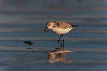Shorebird Sanderling Calidris alba in search of food on a sandy beach in Morbihan, France
