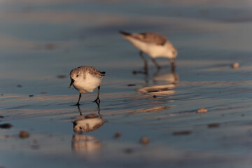 Shorebird Sanderling Calidris alba in search of food on a sandy beach in Morbihan, France