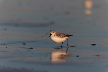 Shorebird Sanderling Calidris alba in search of food on a sandy beach in Morbihan, France