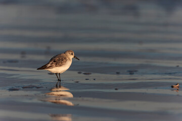 Shorebird Sanderling Calidris alba in search of food on a sandy beach in Morbihan, France