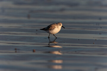 Shorebird Sanderling Calidris alba in search of food on a sandy beach in Morbihan, France